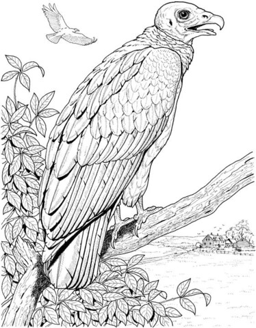 Perched turkey vulture coloring page free printable coloring pages