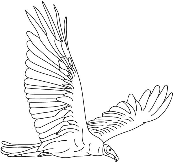 Vulture soaring coloring page download free vulture soaring coloring page for kids best coloring pages