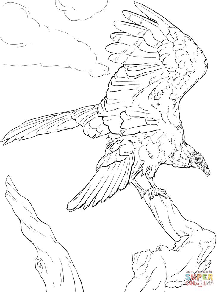 Turkey vulture coloring pages dibujos para colorear pãginas para colorear dibujos