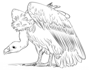 Vultures coloring pages free coloring pages