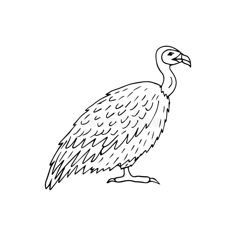 Doodle vulture stock illustrations â doodle vulture stock illustrations vectors clipart