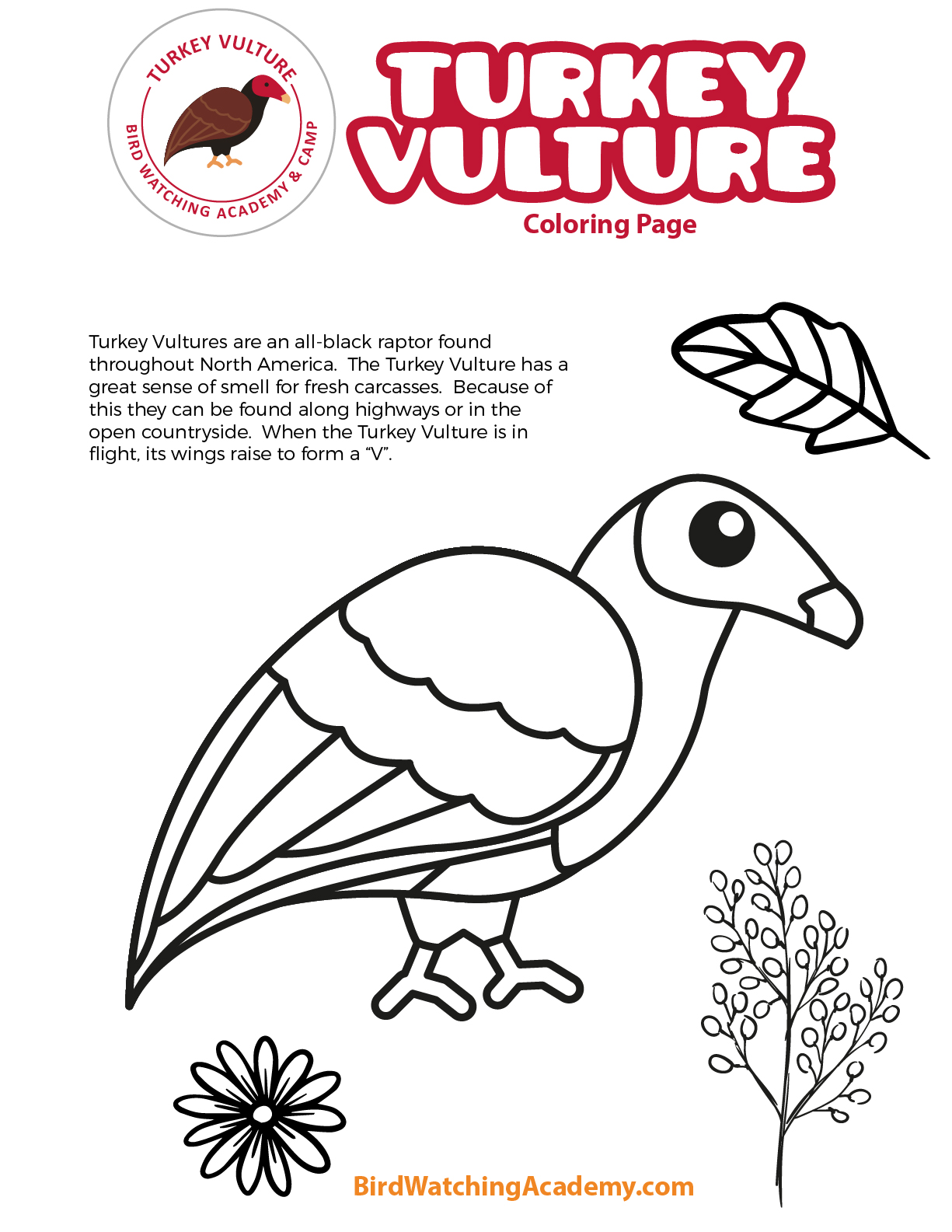 Turkey vulture coloring page