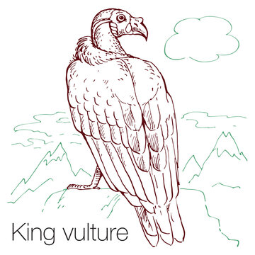 Vulture sketch images â browse photos vectors and video