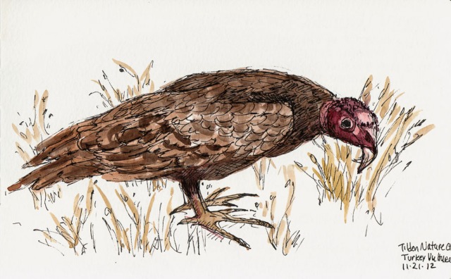 Happy turkey vulture day one more thing to be thankful for â jana bouc artist