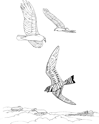 Turkey vultures coloring page free printable coloring pages