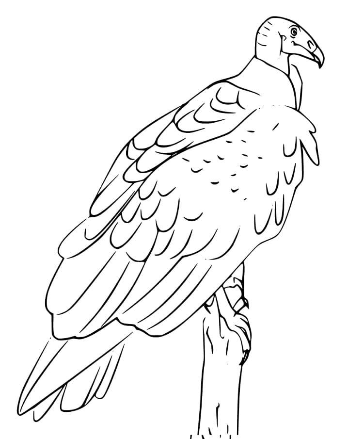 Vulture coloring page