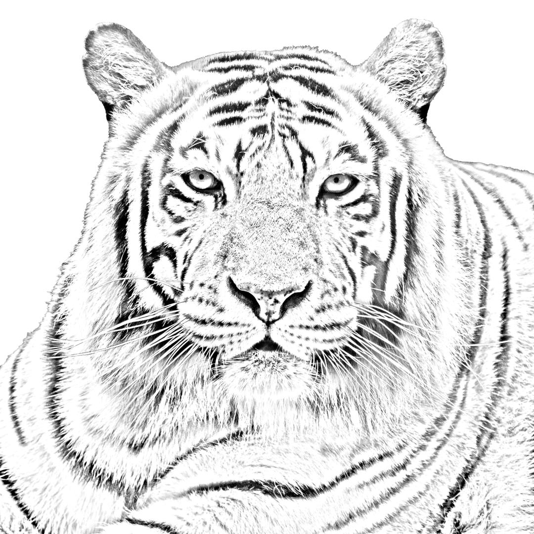 Turn color photos into coloring pages â art of zootography by steven gotz