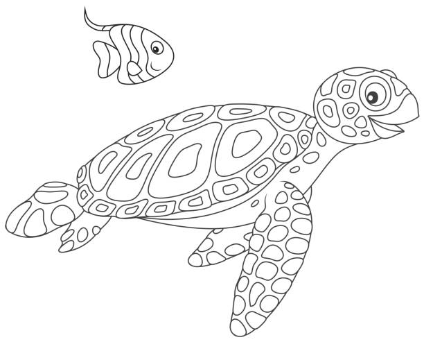 Sea turtle outline drawings stock illustrations royalty