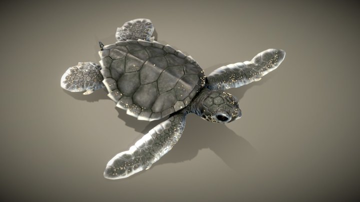 Turtle d models