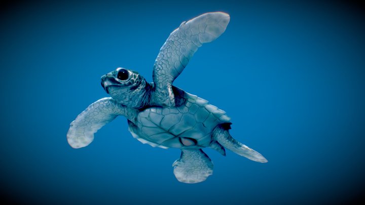 Turtle d models