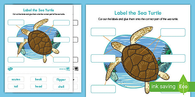 Label the sea turtle worksheet for kids usa