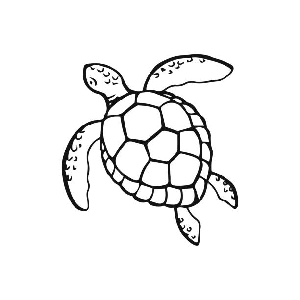 Hand drawn sea turtle vector illustration on white background sea or ocean underwater life stock illustration