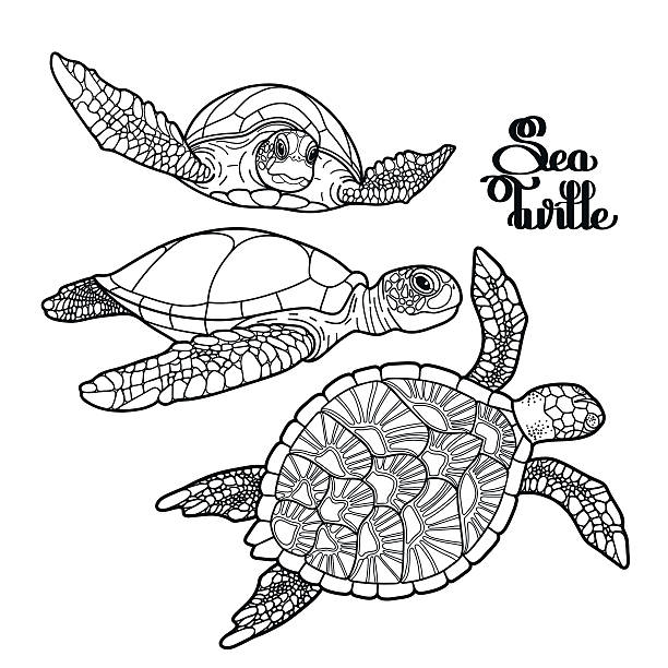 Sea turtle drawing stock photos pictures royalty