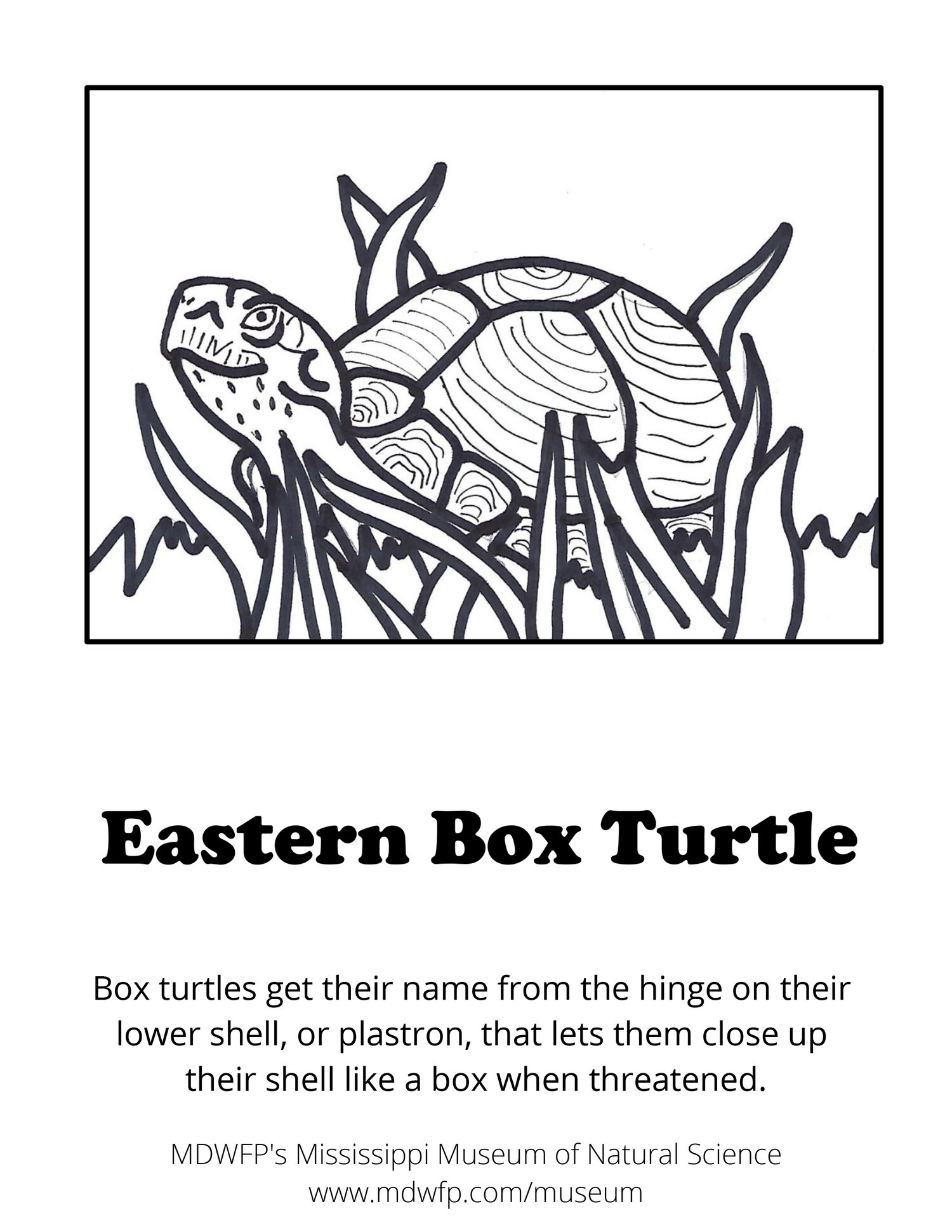 Box turtle coloring sheet â mississippi museum of natural science foundation