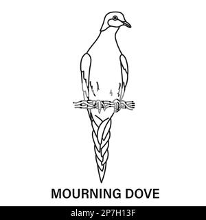 Illustration of a male mourning dove or turtle dove on a white background coloring page for fun or learning stock photo