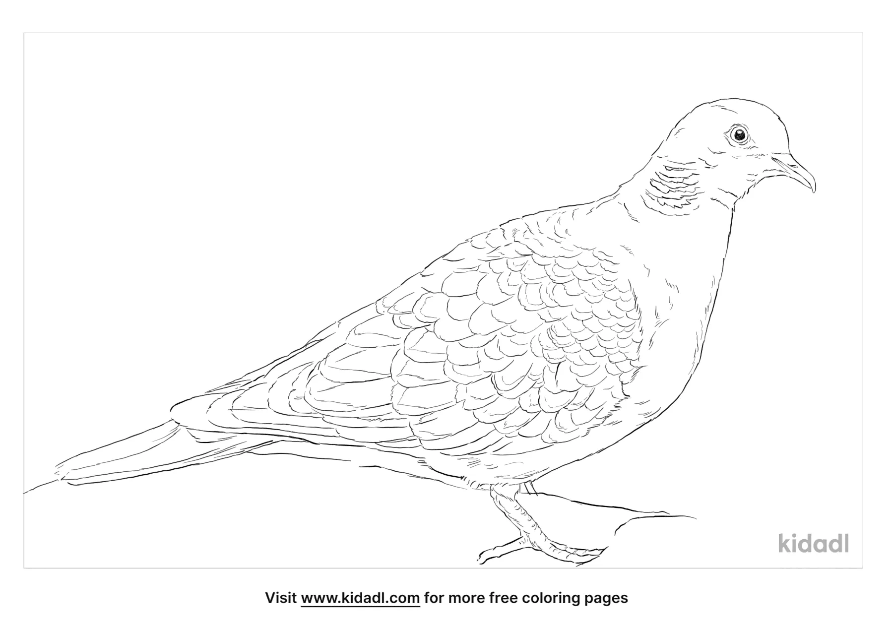 Free oriental turtle dove coloring page coloring page printables