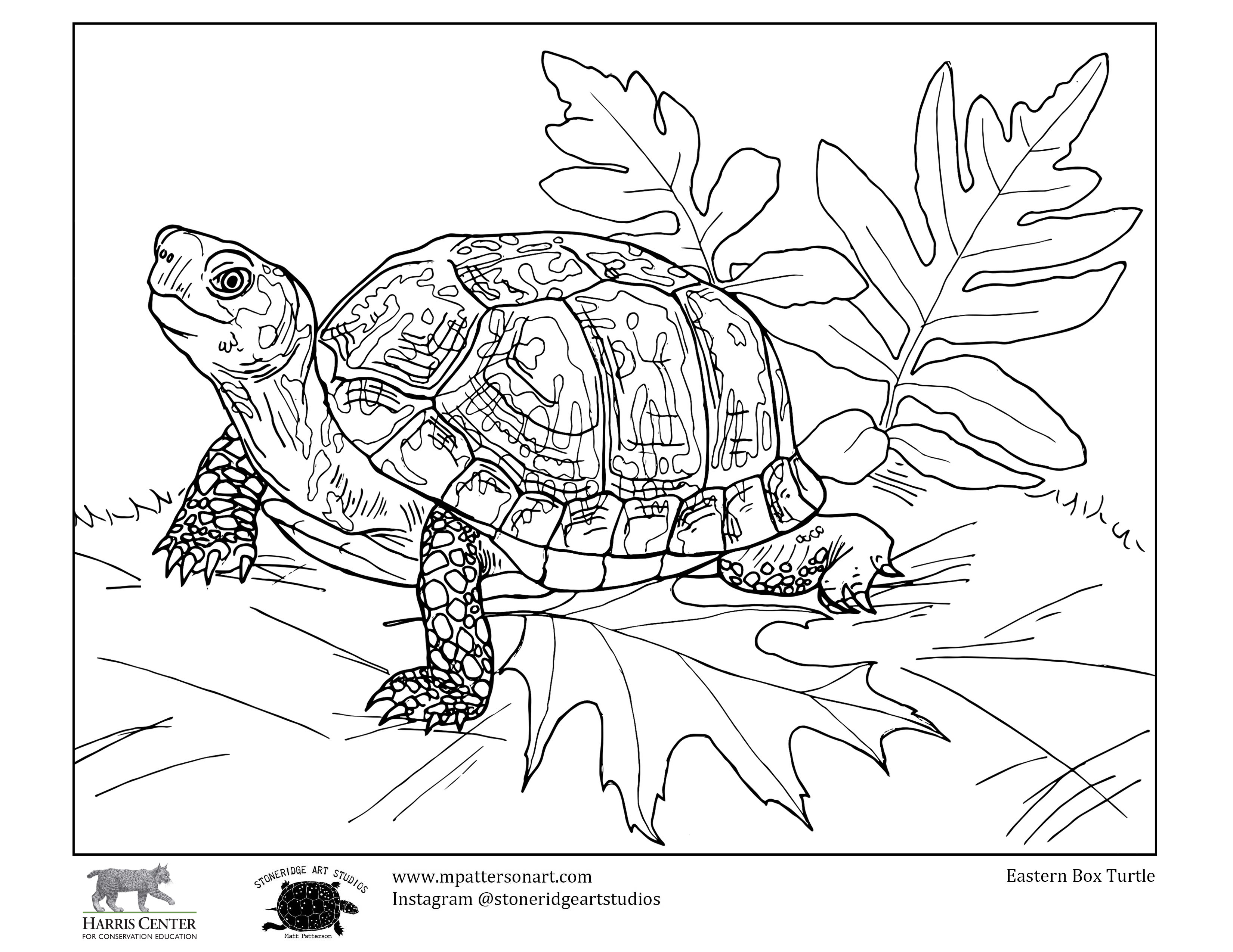 Turtle week colouring contest