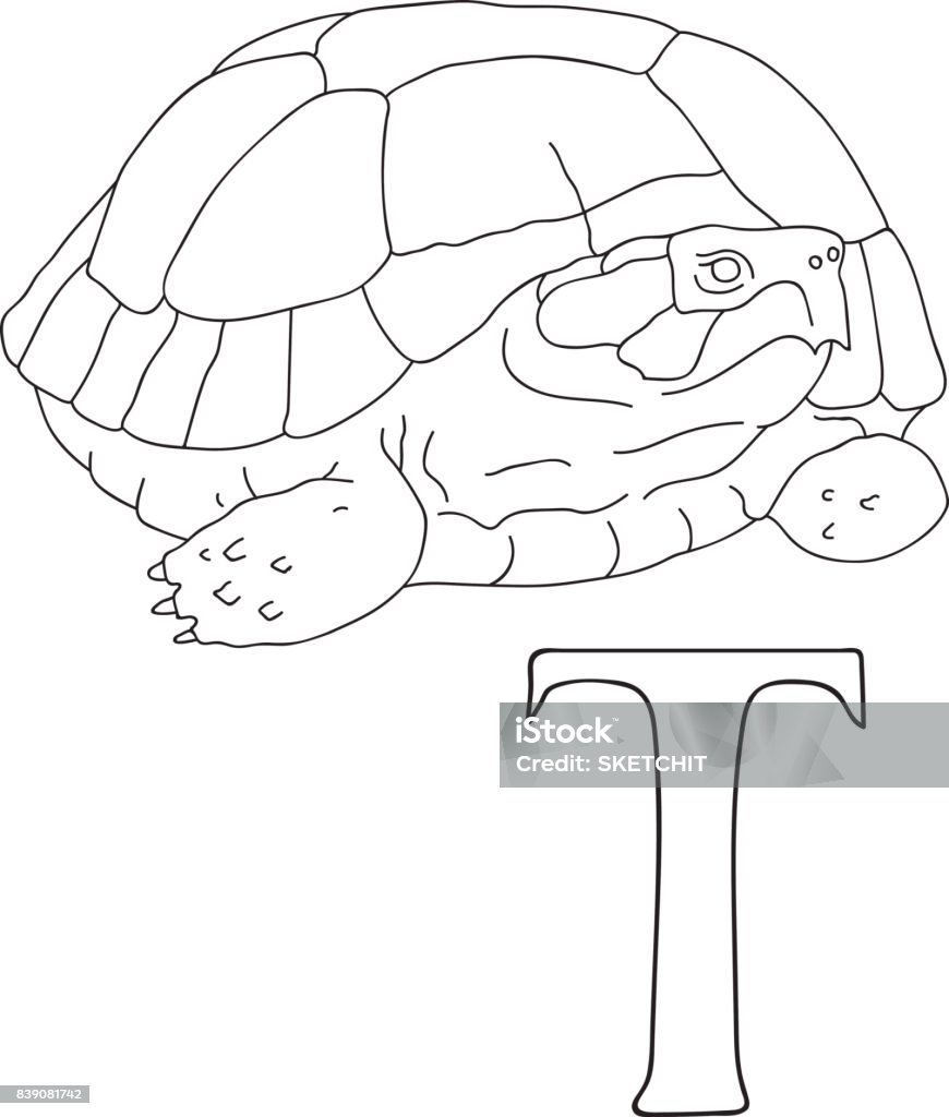 Ector hand drawn illustration capital letter t on alphabet card black and white realistic turtle isolated kids abc school education coloring page stock illustration