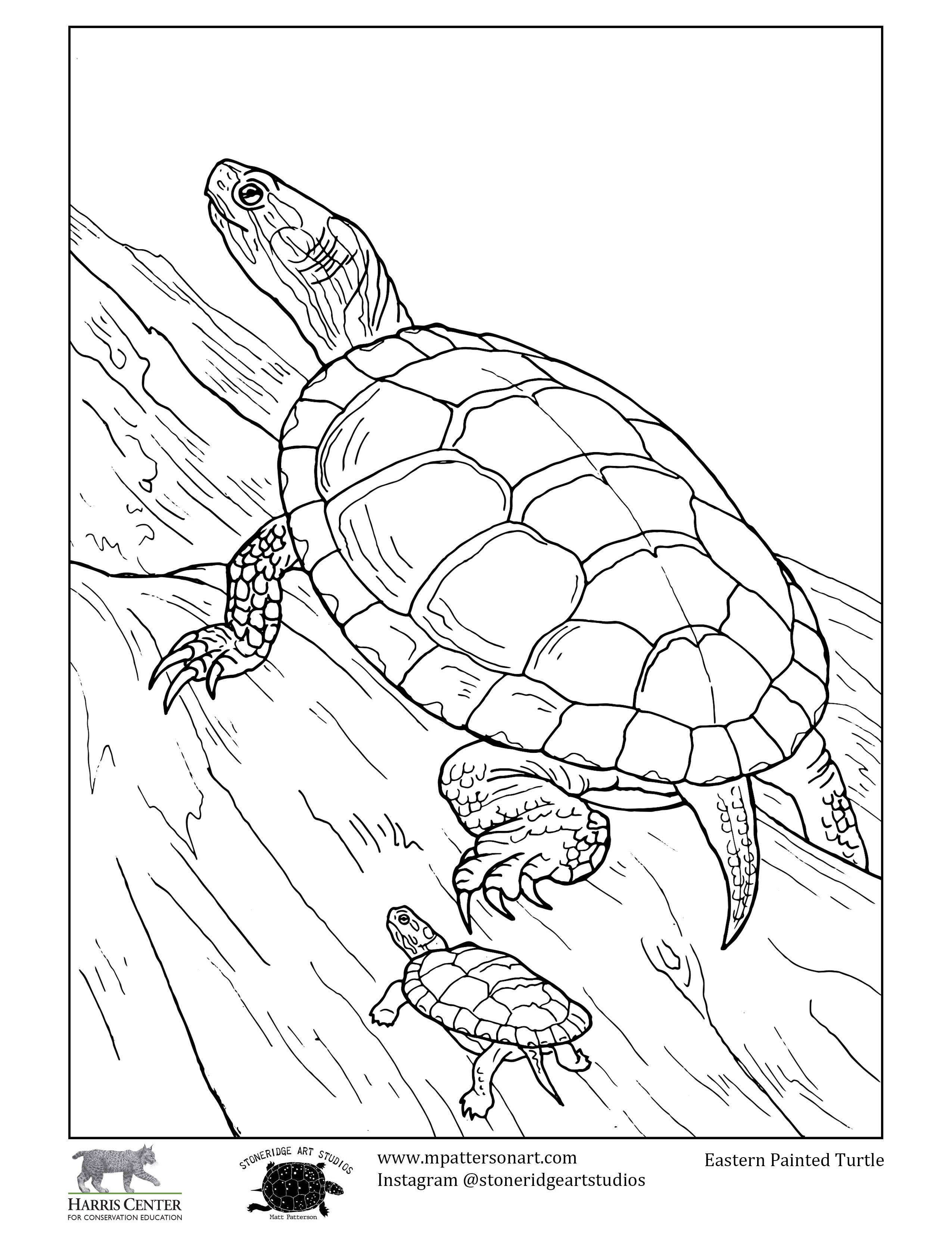 Turtle week colouring contest