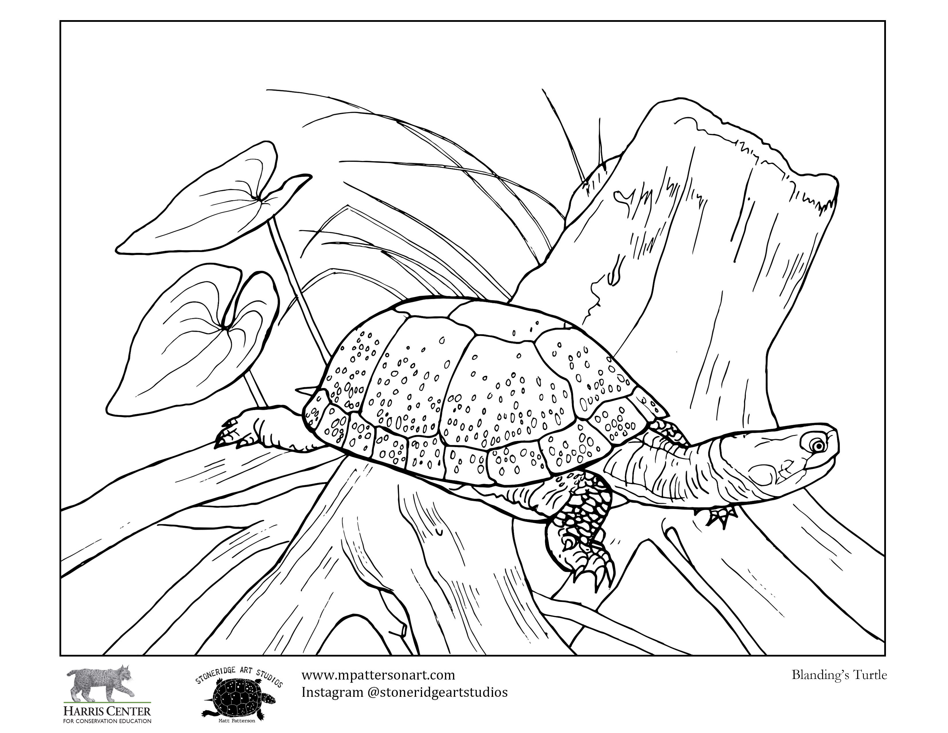 Turtle week colouring contest