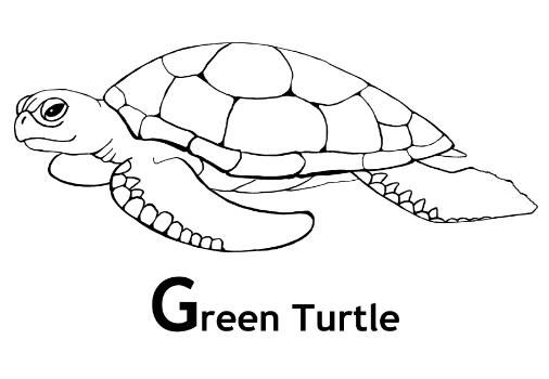 Green sea turtle coloring page turtle coloring pages snake coloring pages animal coloring pages
