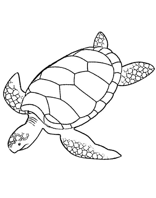 Green sea turtle turtle coloring pages turtle drawing animal coloring pages