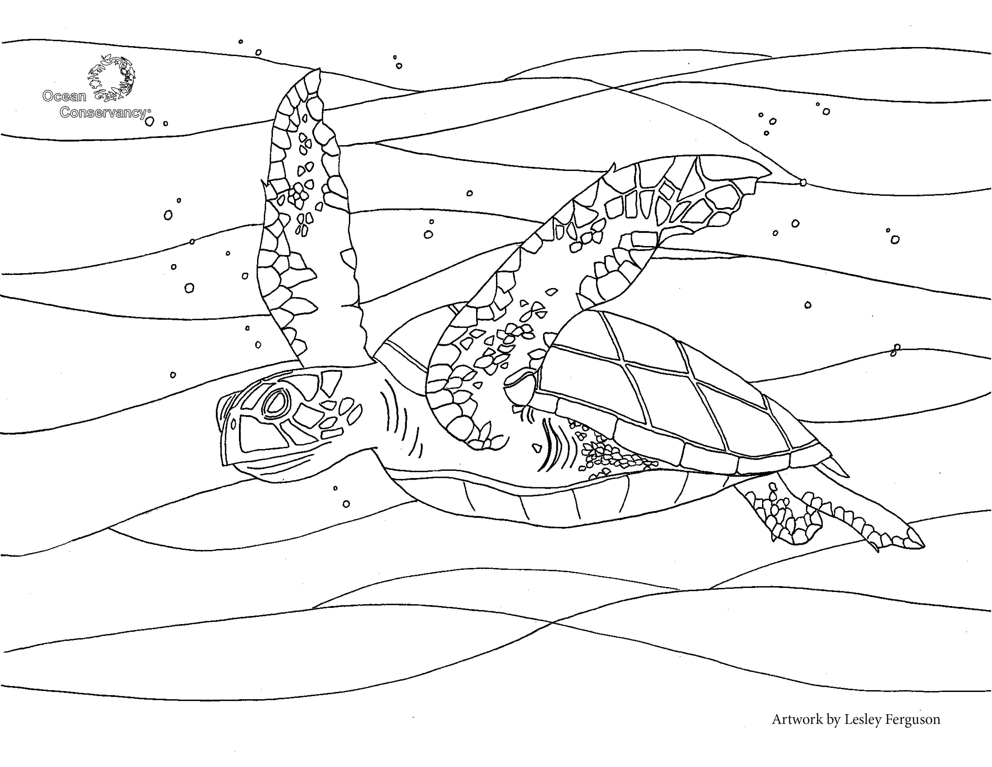 Download your green turtle coloring page ocean conservancy