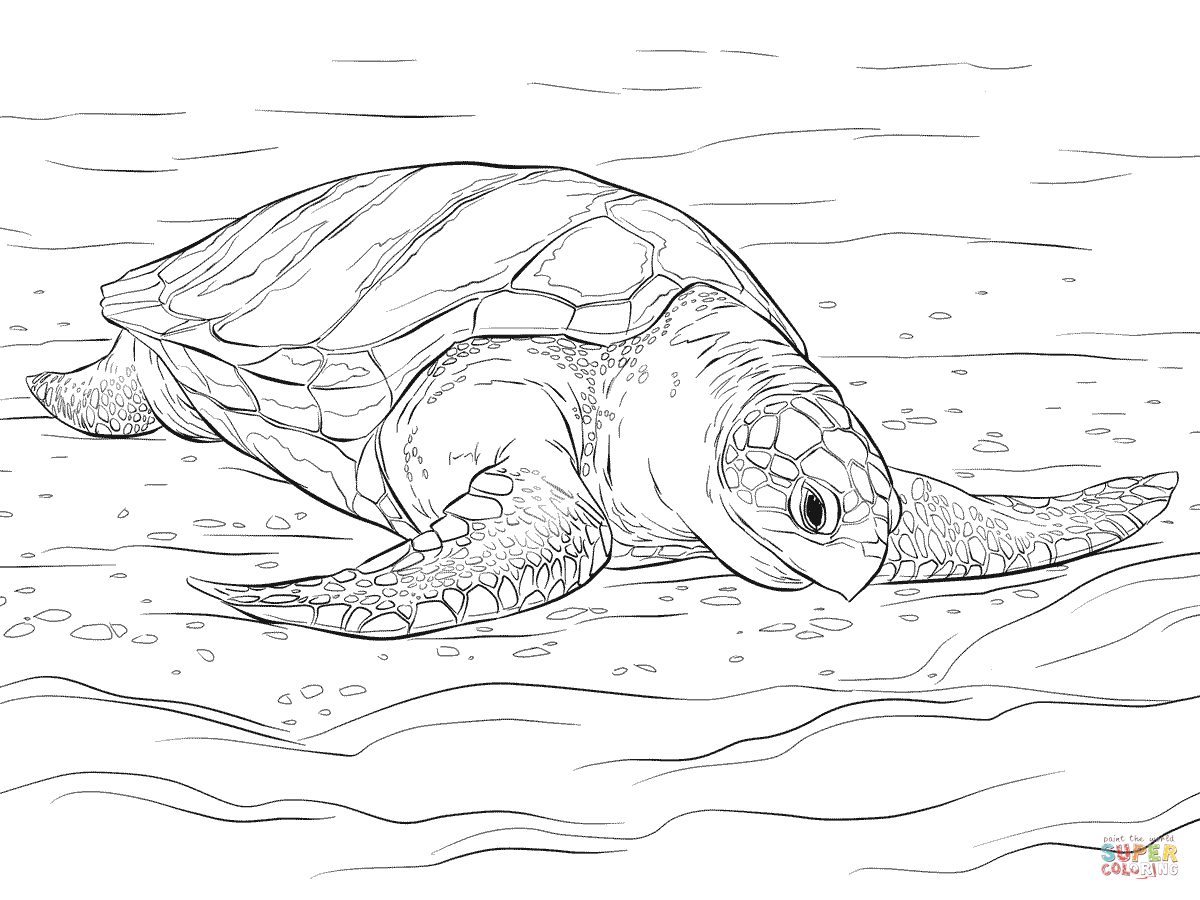 Olive ridley sea turtle coloring page free printable coloring pages