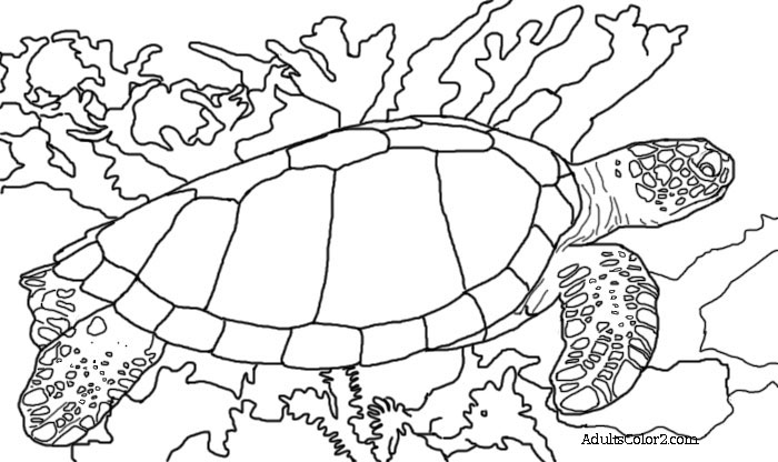 Sea turtle coloring page help hawksbills