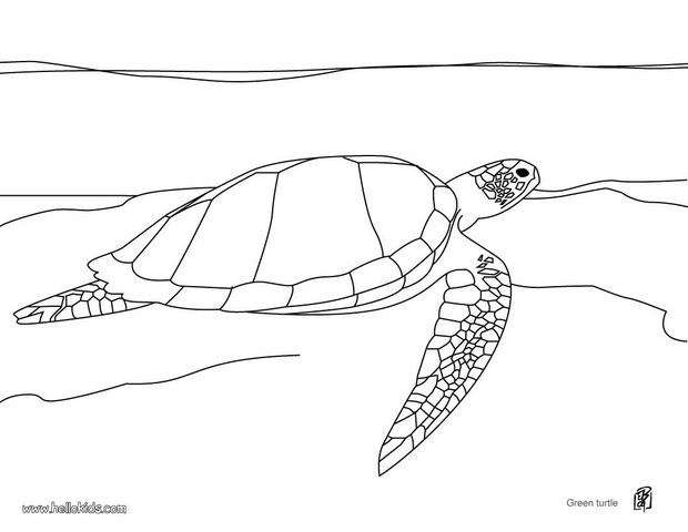 Swimming green turtle coloring pages