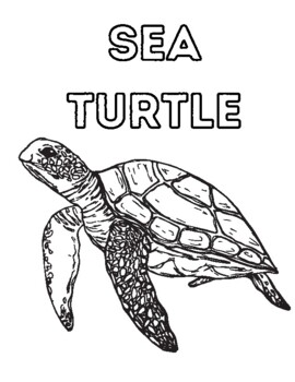 Sea turtle coloring page by lindsey forkel tpt