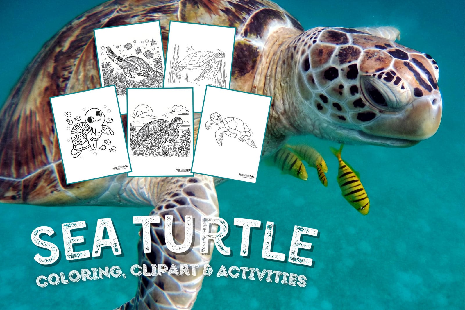Sea turtle coloring pages clipart at