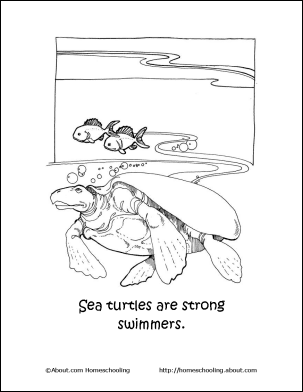 Sea turtle word search crossword puzzle and more