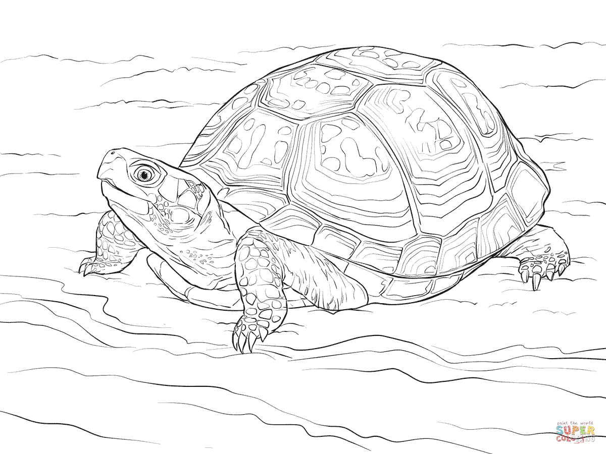 Cute eastern box turtle coloring page free printable coloring pages