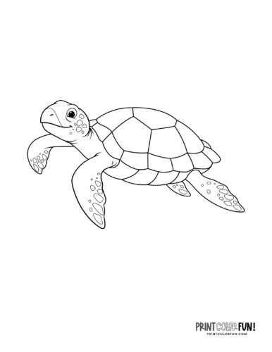Sea turtle coloring pages clipart at