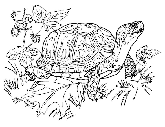 Turtle themed coloring pages digital download download now