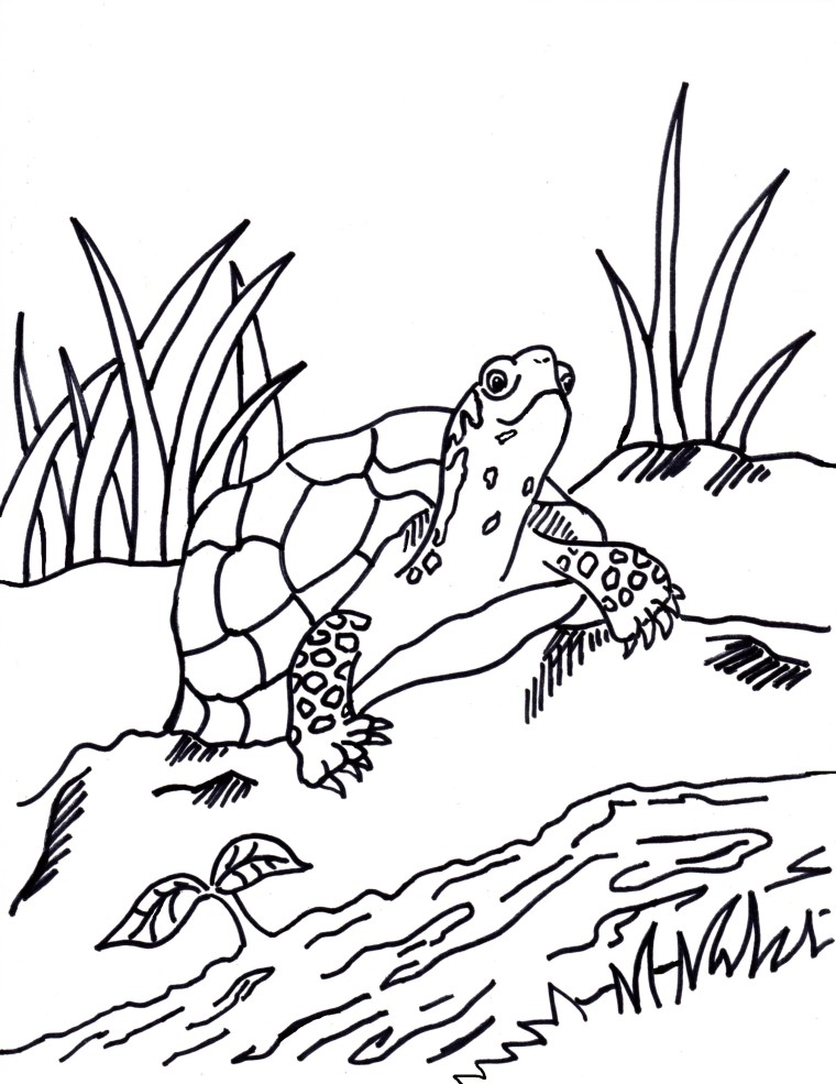 Box turtle coloring page