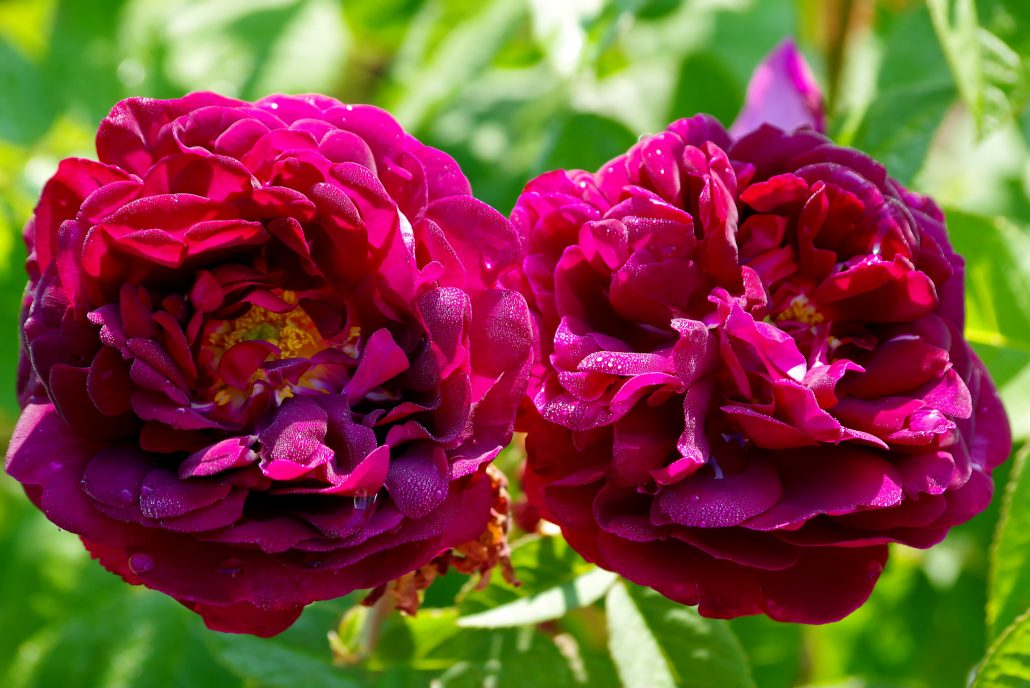Feature plant rosa tuscany superb
