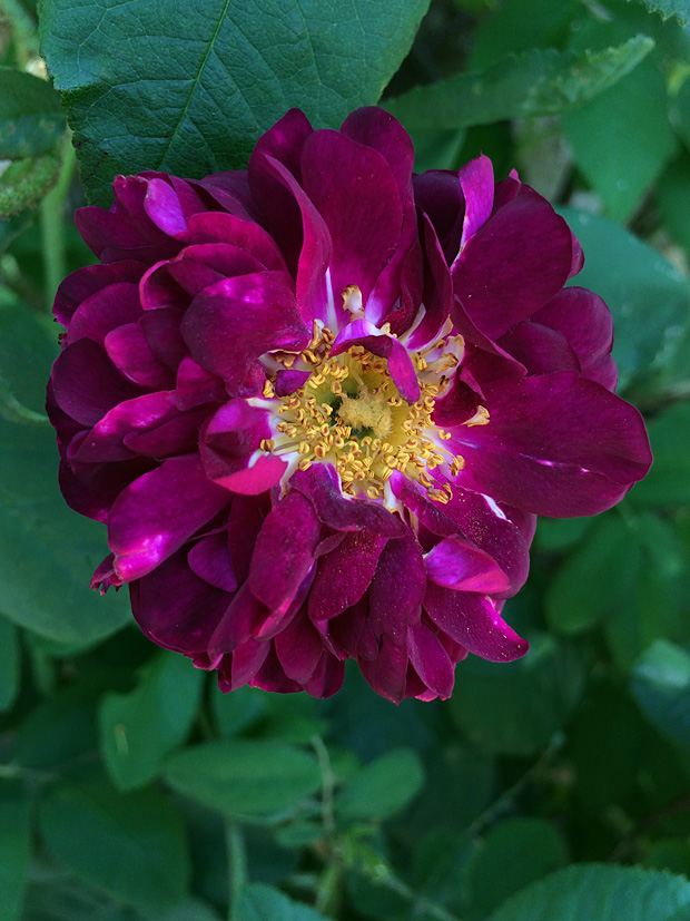 Rosa tuscany superb a crimson purple gallica rose with a classic old rose scent â susan rushton