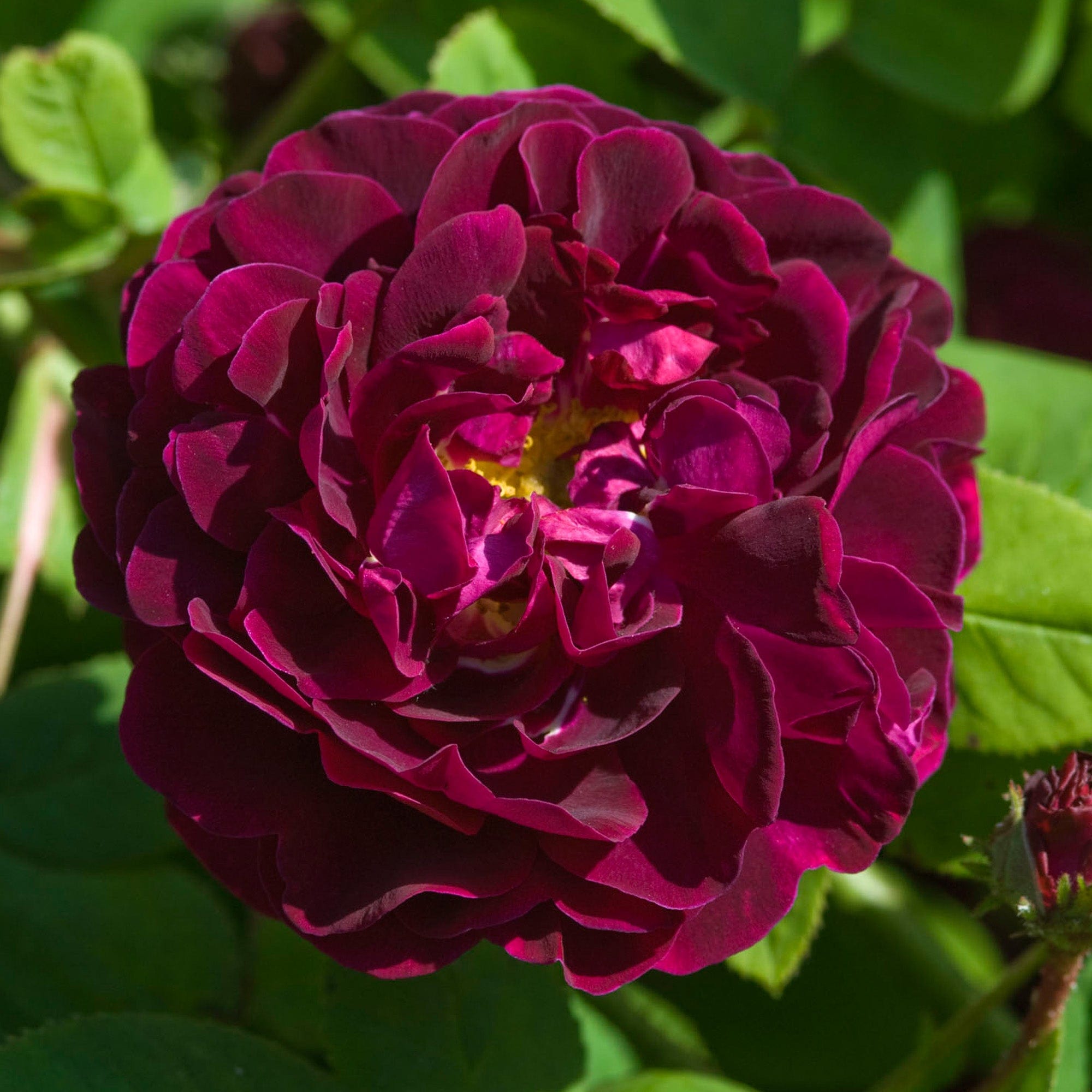 Tuscany superb old rose david austin roses
