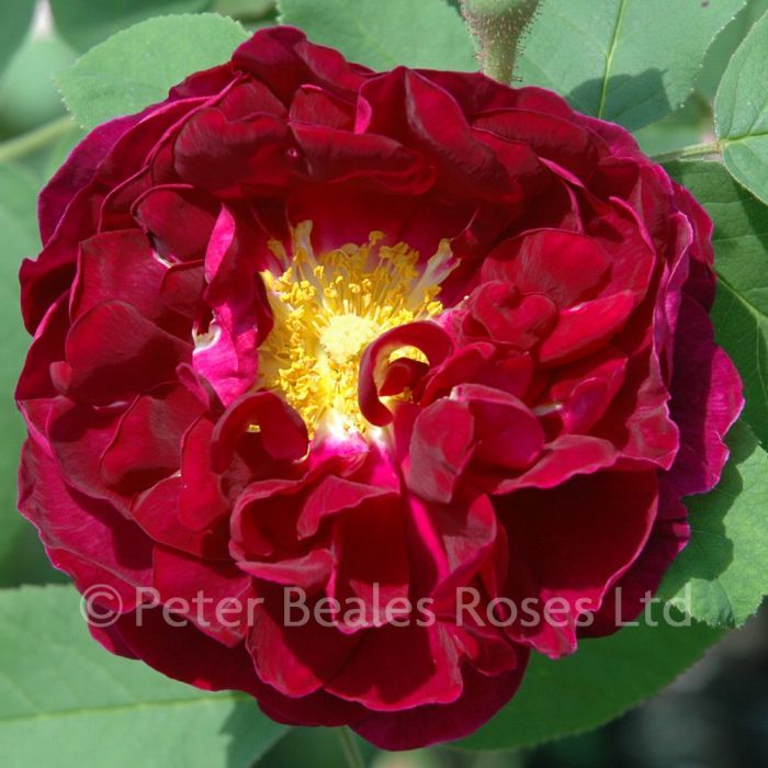Tuscany superb shrub rose peter beales roses