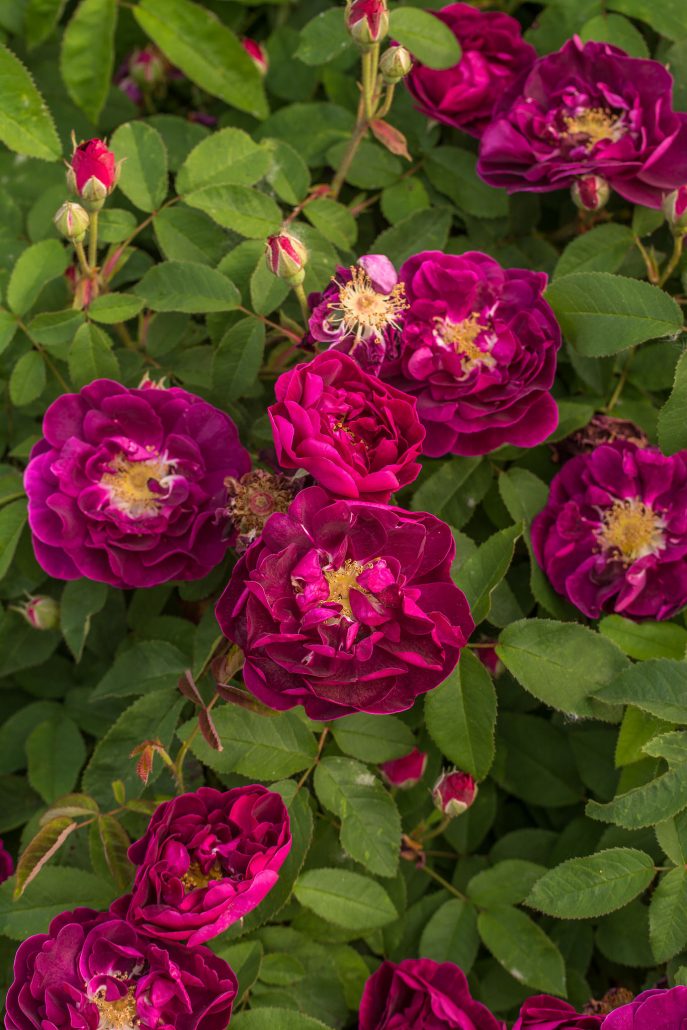 Feature plant rosa tuscany superb