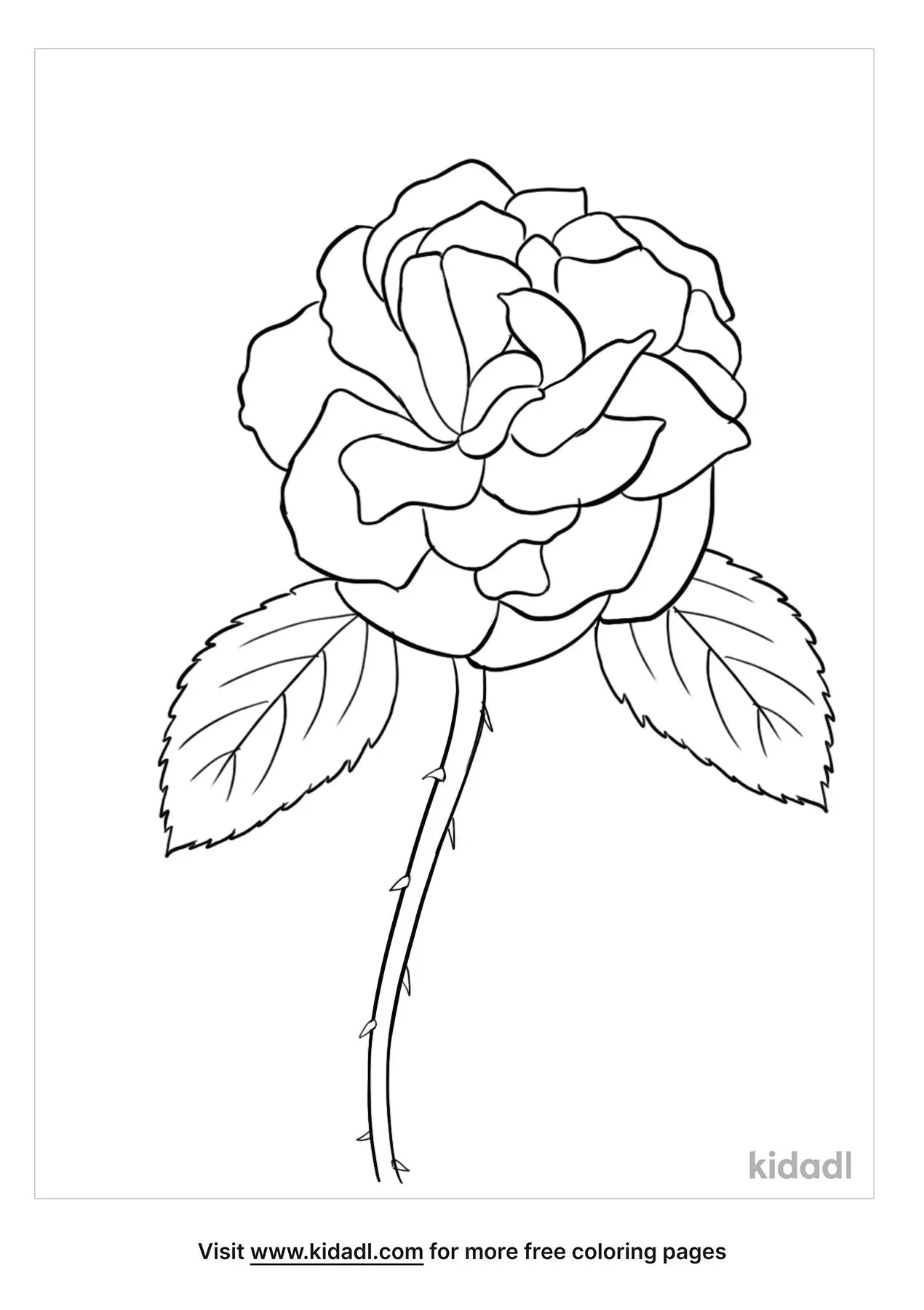 Free tuscany superb rose coloring page coloring page printables
