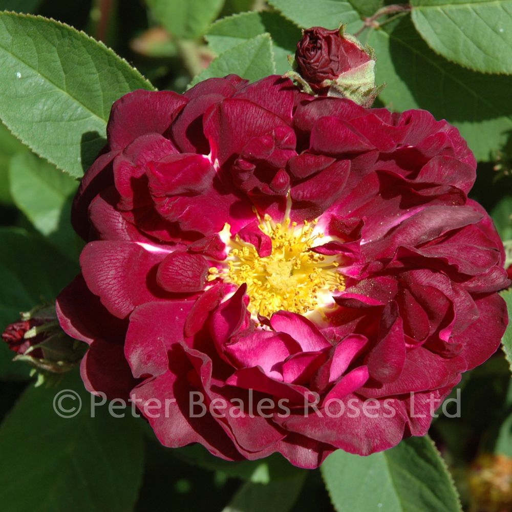 Tuscany superb shrub rose peter beales roses