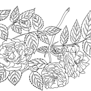 Roses coloring pages printable for free download