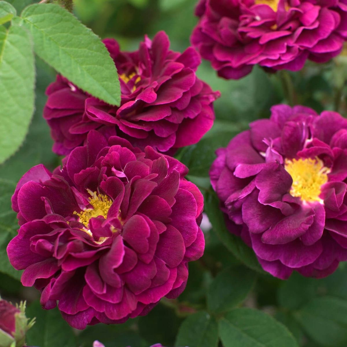 Tuscany superb old fashioned rose querky style roses at cust