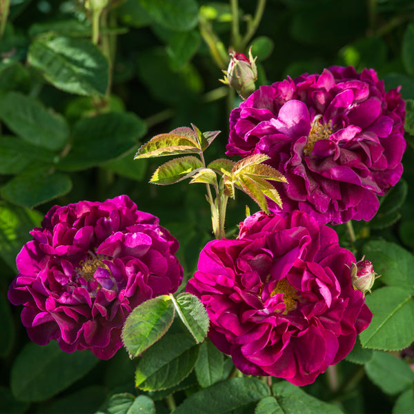 Tuscany superb old rose david austin roses