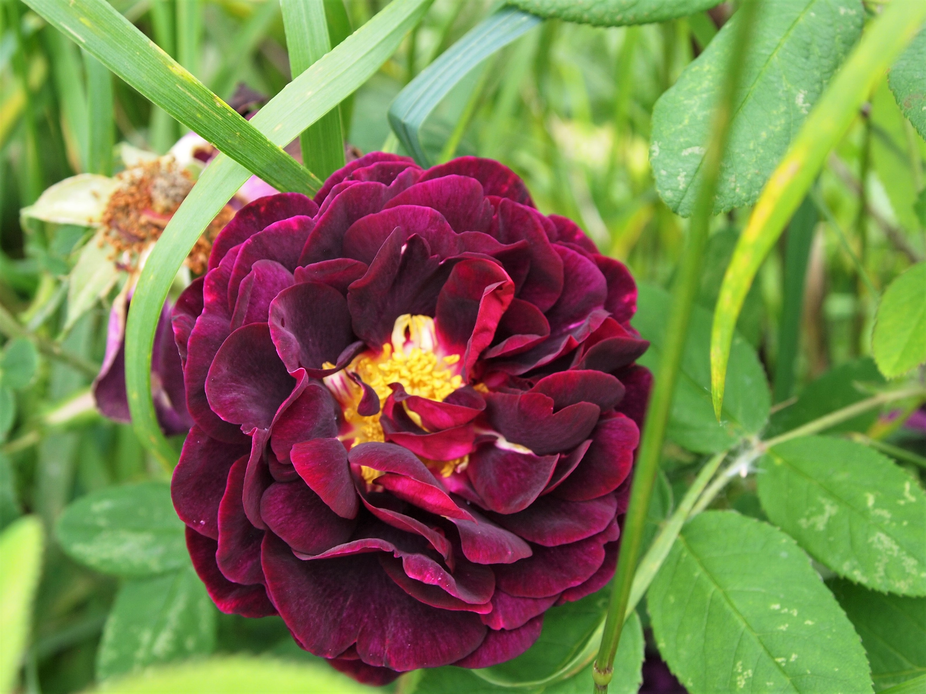 Rosa tuscany superb in cm pot