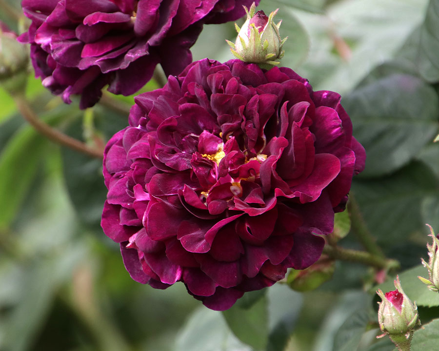 Rosa gallica hybrids