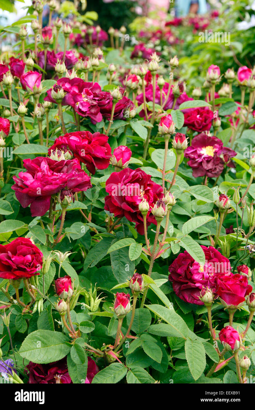 Rosa tuscany superb hi
